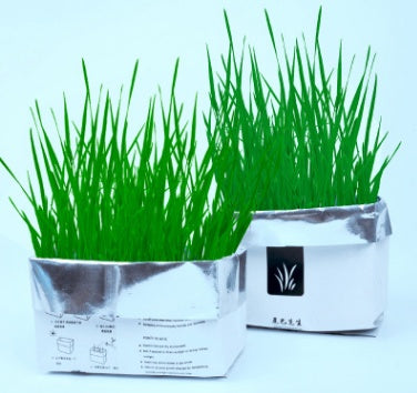 Soilless Organic Cat Grass